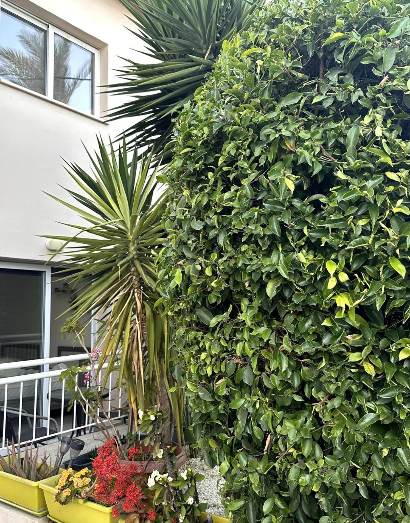 Olymbos Garden Apartment IV Ajía Nápa Kültér fotó